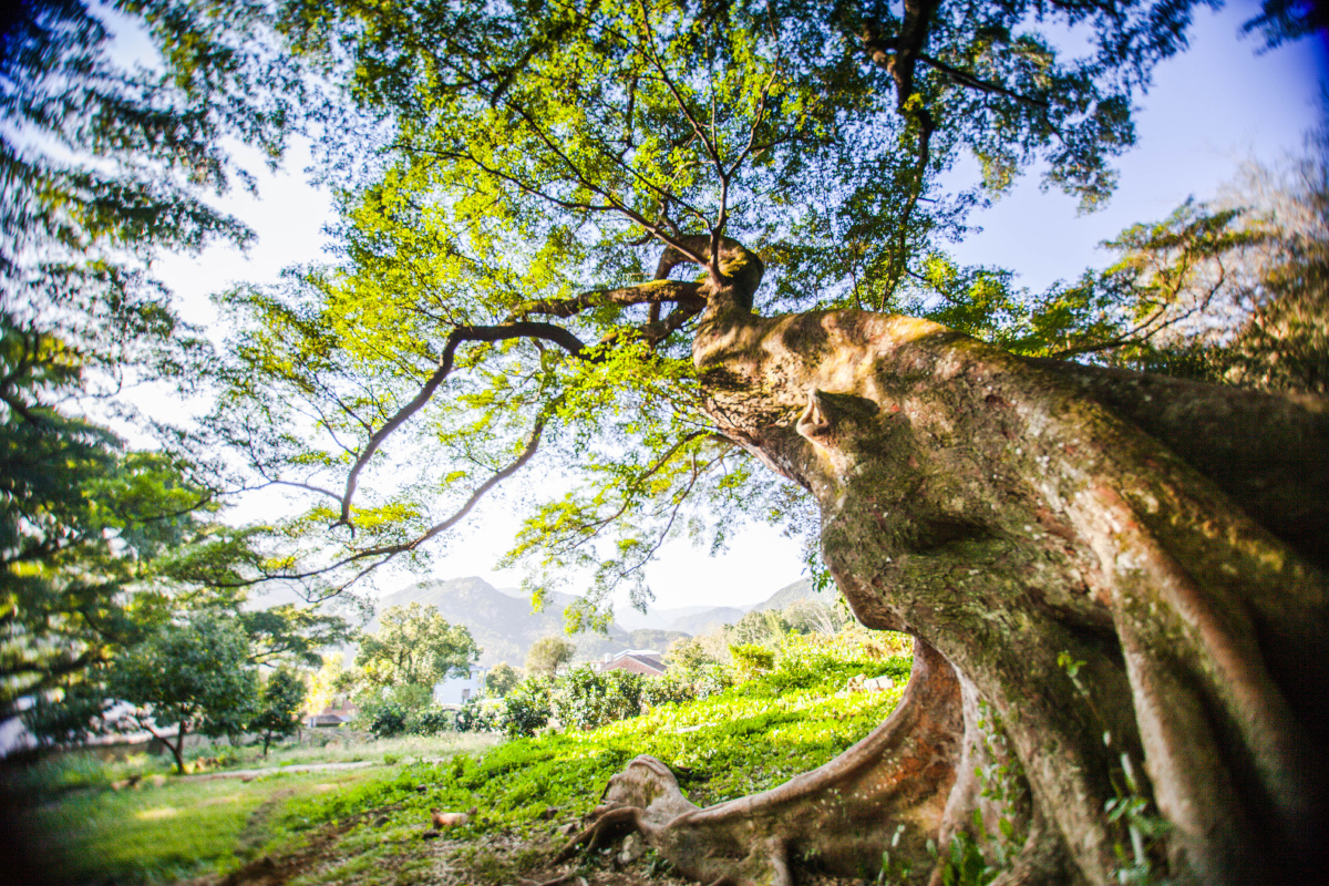 杨家溪大榕树