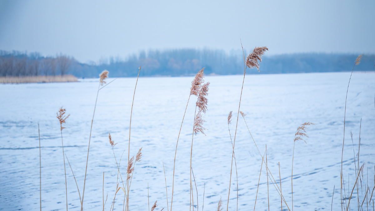 冬天里的芦苇.
