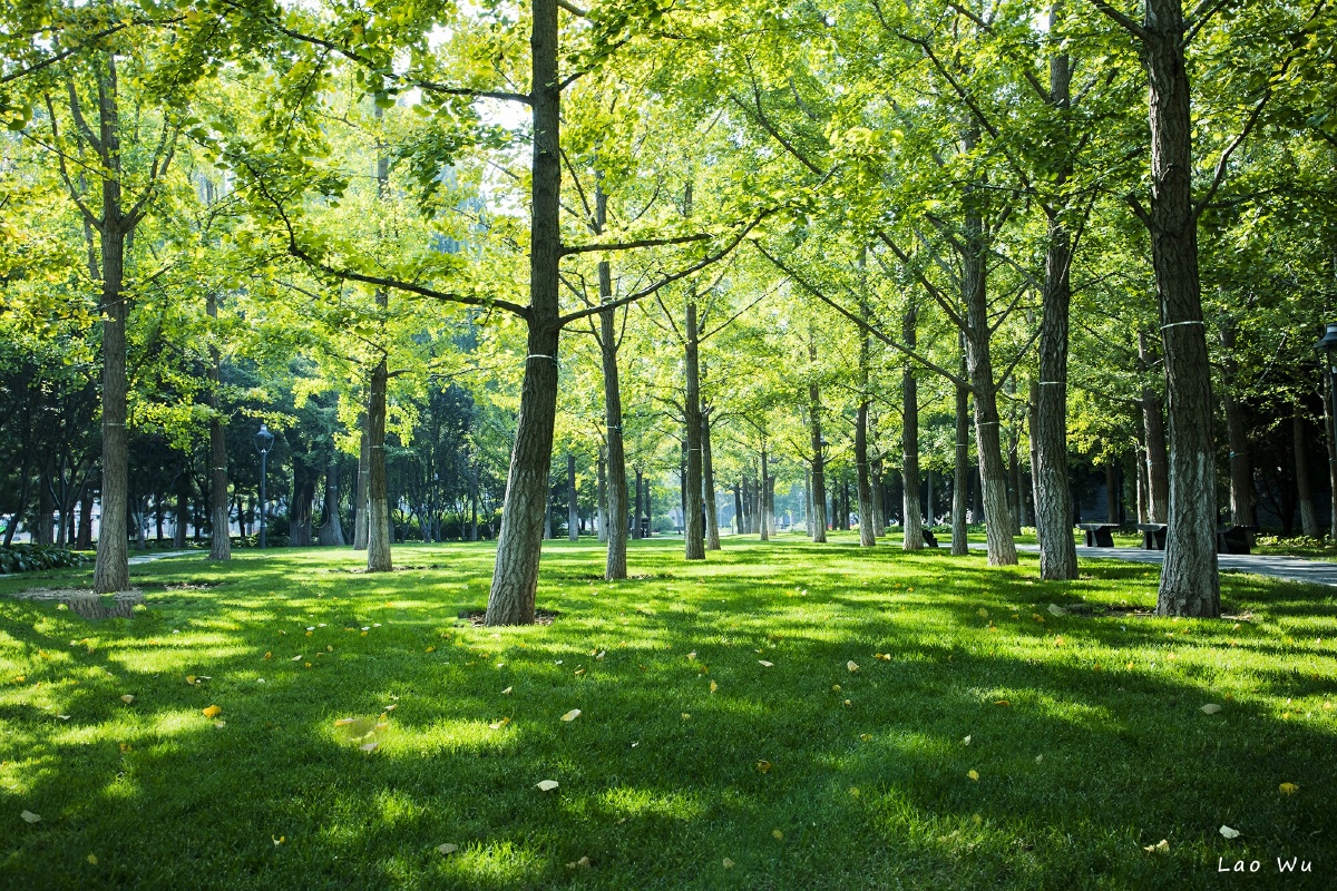 地坛公园外的银杏树