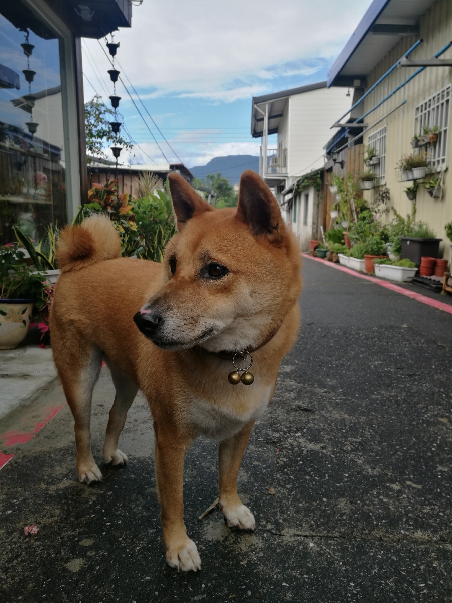 台湾 花莲 眷村 柴犬