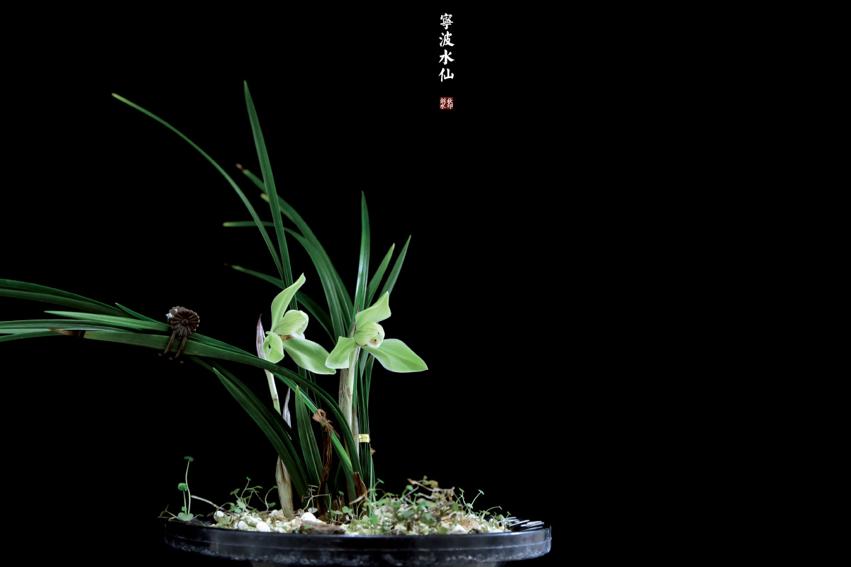 中国兰花 春兰 宁波水仙