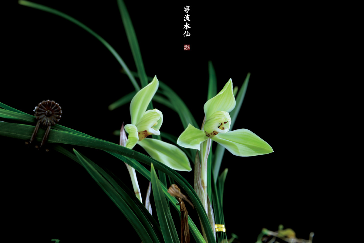 中国兰花 春兰 宁波水仙