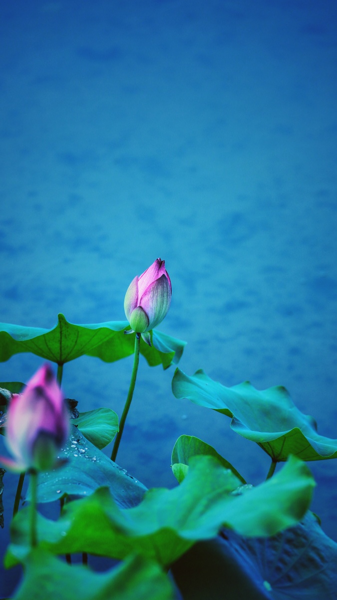 荷叶罗裙一色裁芙蓉向脸两边开