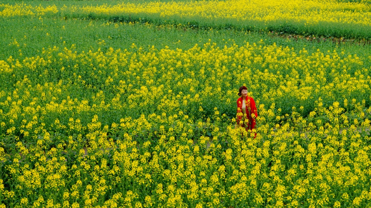 白日不到处,青春恰自来,苔花如米小,也学牡丹开