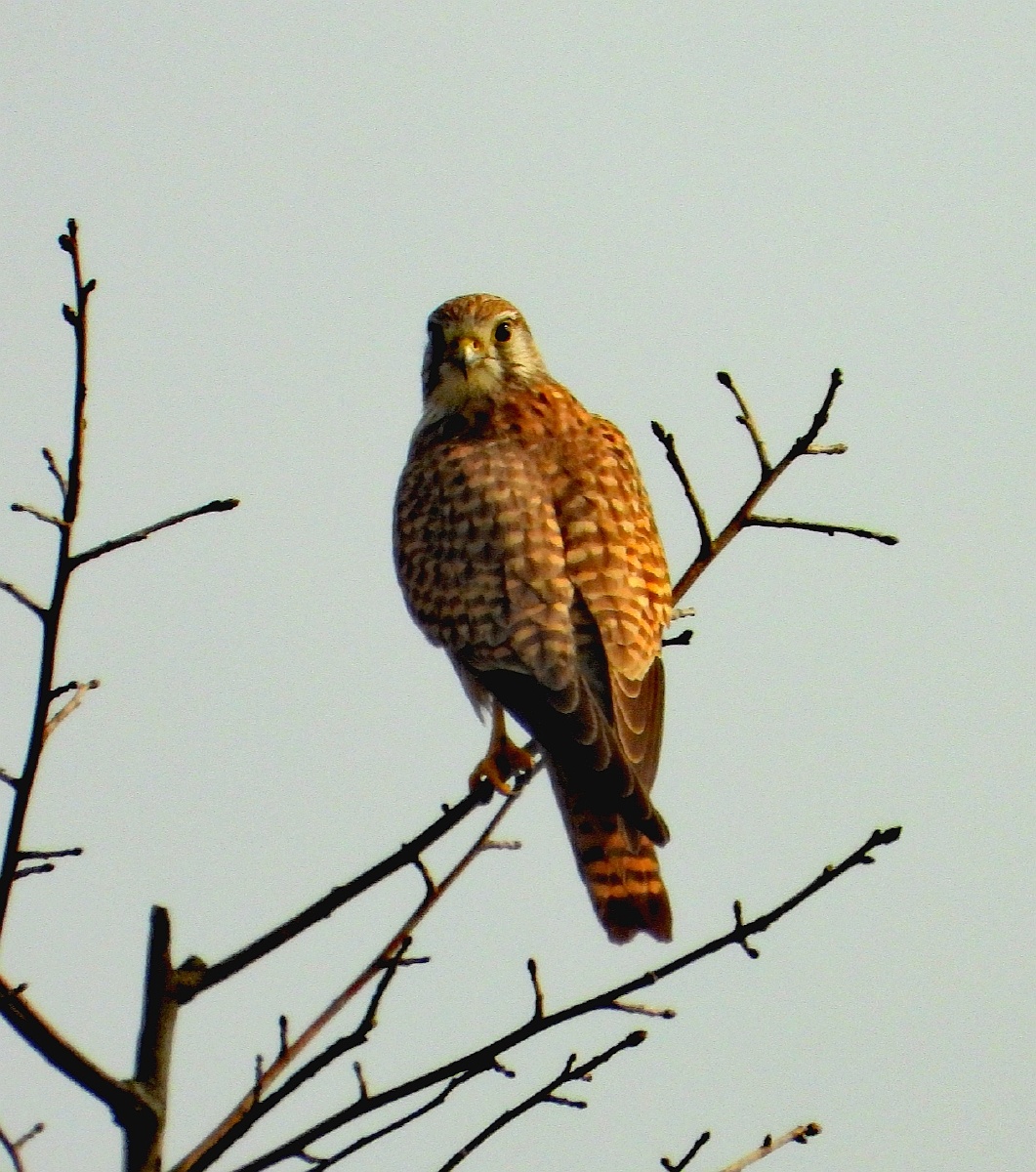 由于生态环境的改善成都可见的野生飞禽种类越来越多黑水鸭骨顶鸡白眼