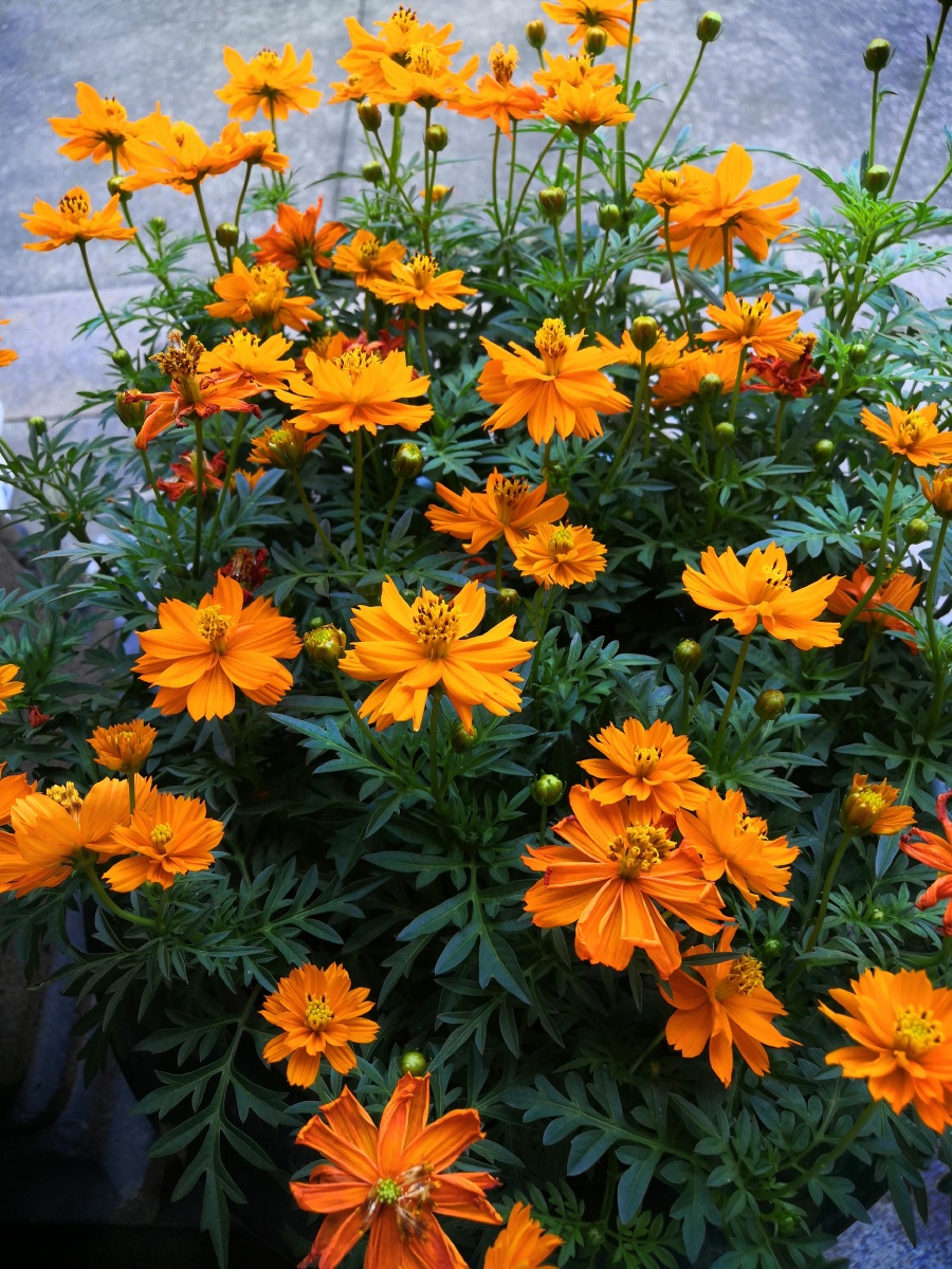 热情奔放多姿多彩的黄秋英