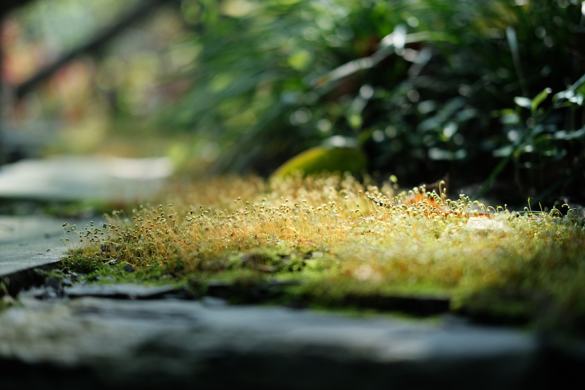 作品神奇微距世界#苔藓叶子#草坪木花园植物树秋季模煳公园还没有人