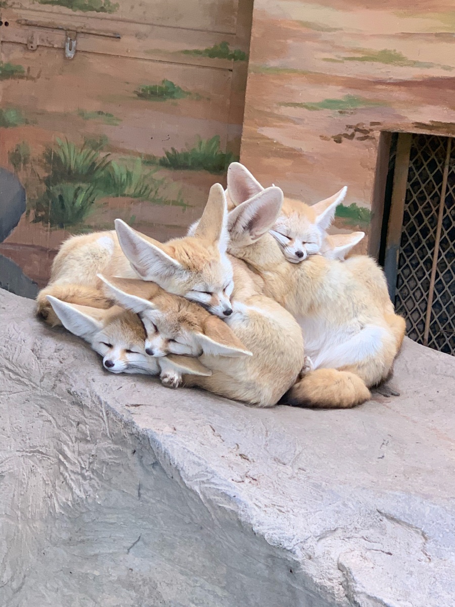在动物园看见睡成一团的小狐狸们 太可爱了