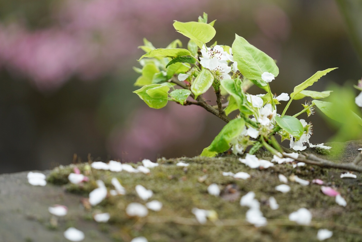 梨花开,春雨来梨花落,春入泥天生丽质难自弃