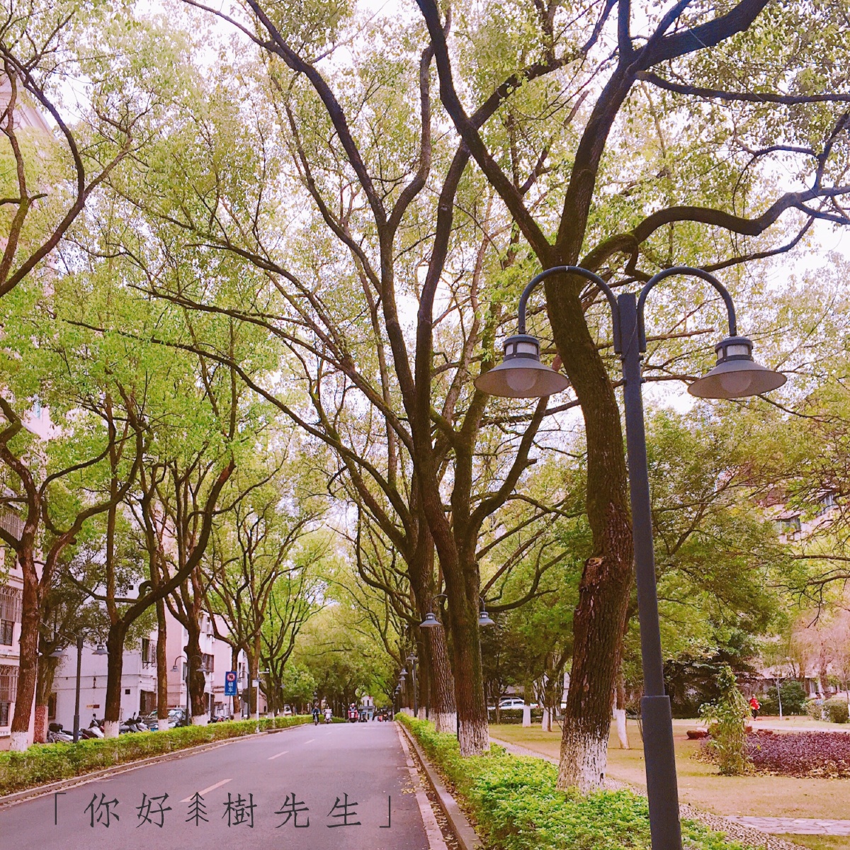 你好树先生 - 新手橙子姑娘 - 图虫网 - 最好的摄