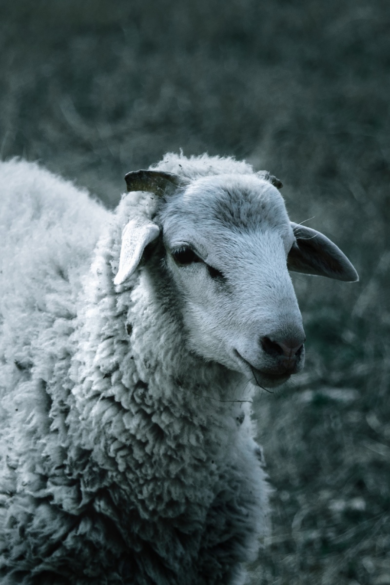 羊羊的特写