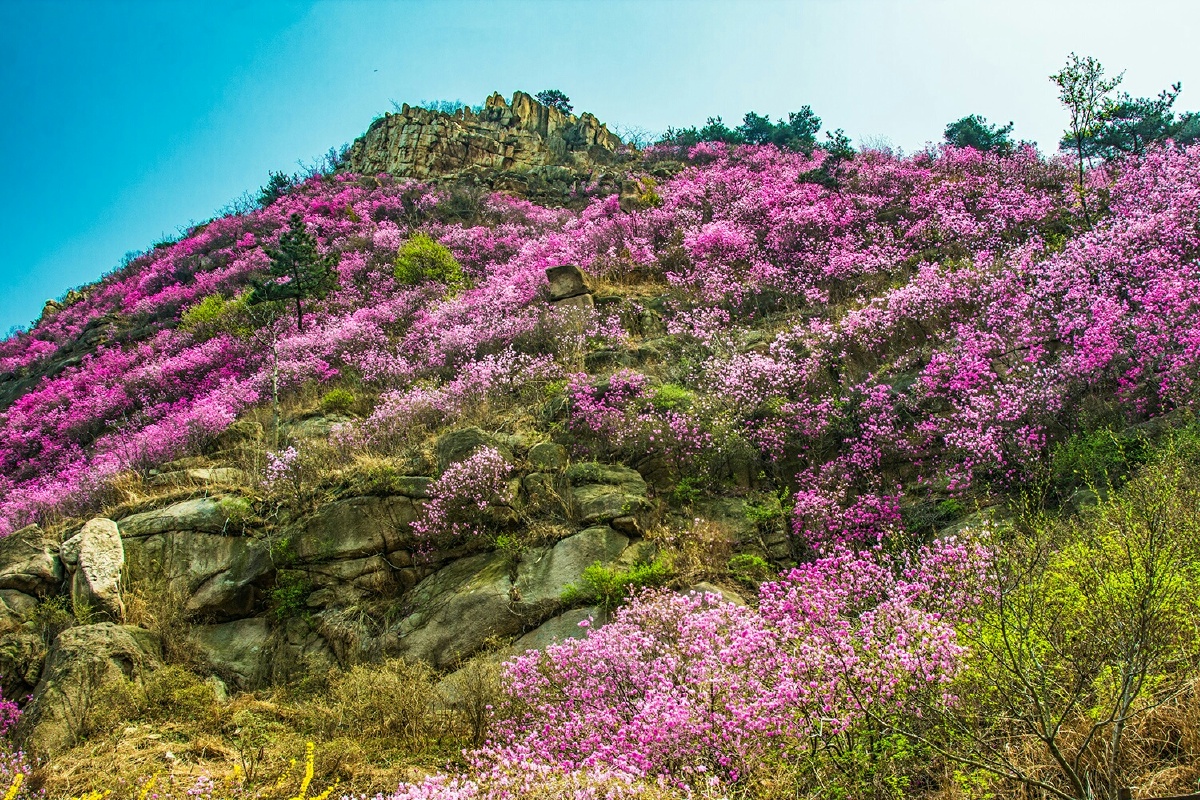 杜鹃山(青岛大珠山)