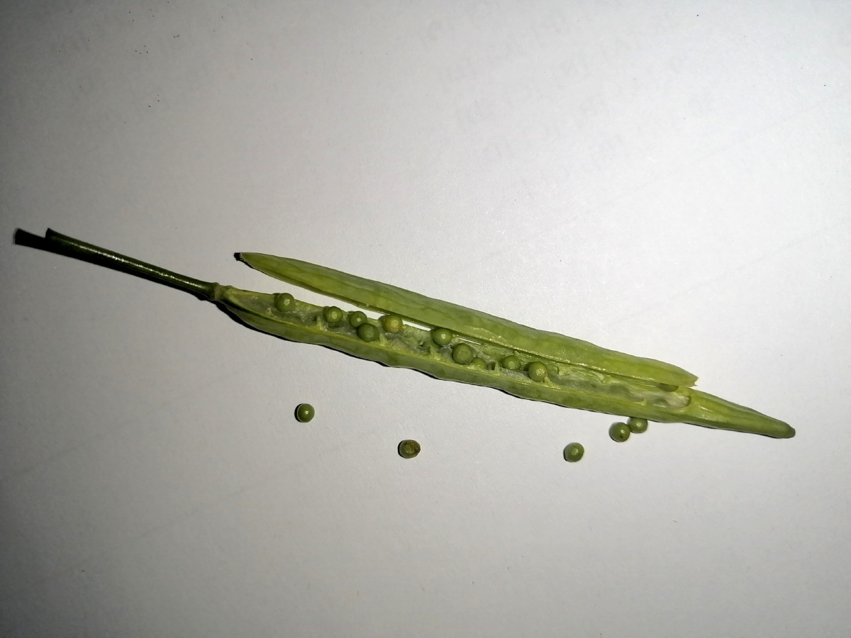 你见过油菜花的种子吗