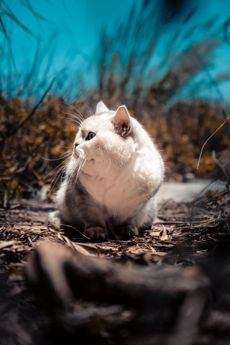 猫精灵旅社嘟嘟