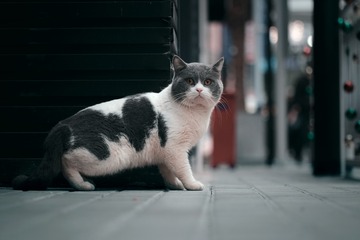 56281