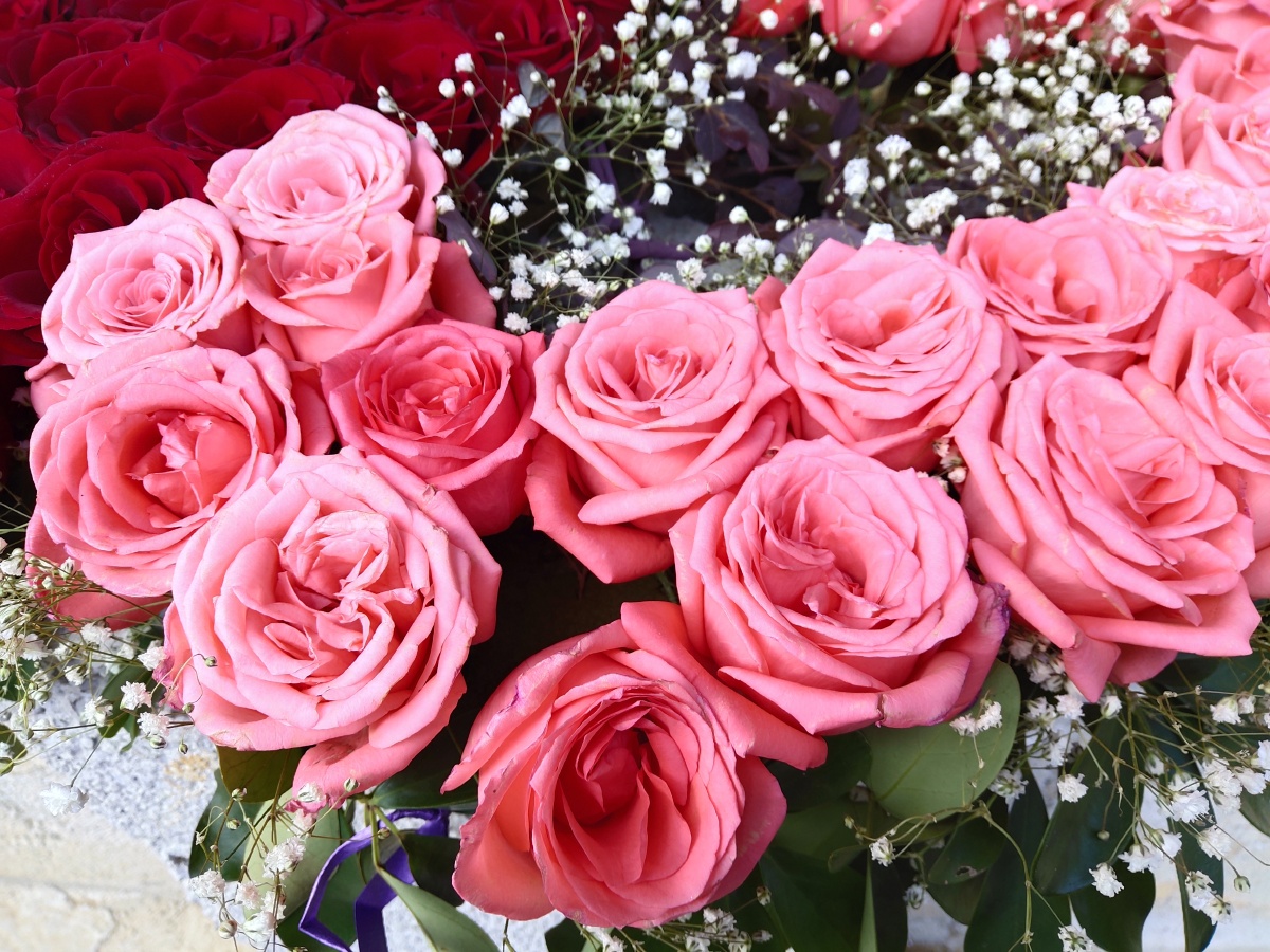 "花94掉进海里,是留给人们的思念"你好2021 - 玫瑰与枪002 - 图虫