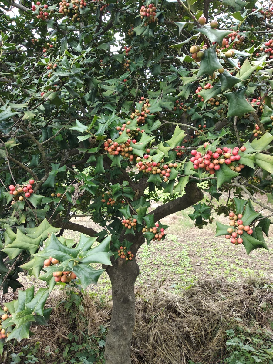 十大功劳树一味中药