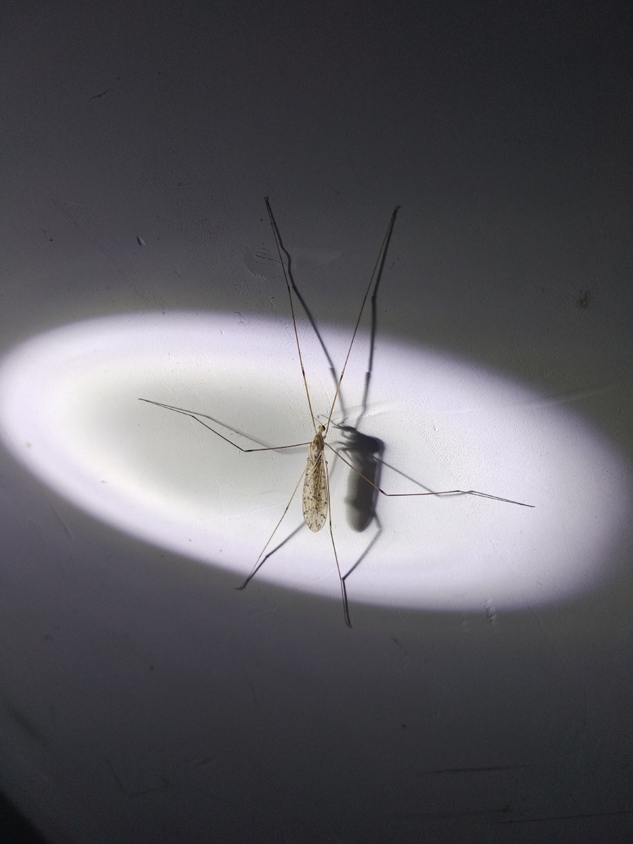 貌似蚊子 - 沙门空海km_1