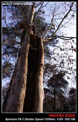 K20D[091220]-14