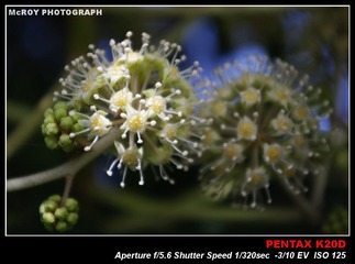 K20D[091226]-21