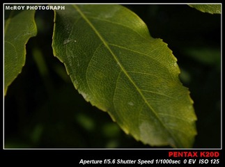 K20D[091226]-24