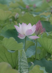 4CF7712C-D3A8-424F-B832-037EDFDDDAB6/L0/001