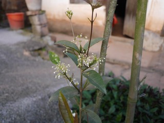 P1010188