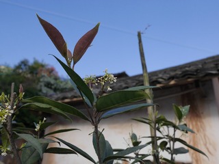 P1010186