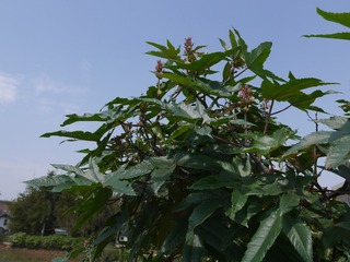 P1010236