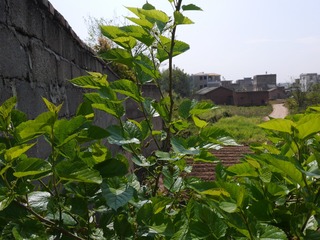 P1010233