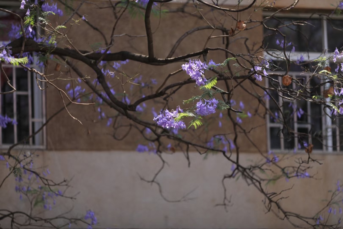 昆明网红教场路紫樱花