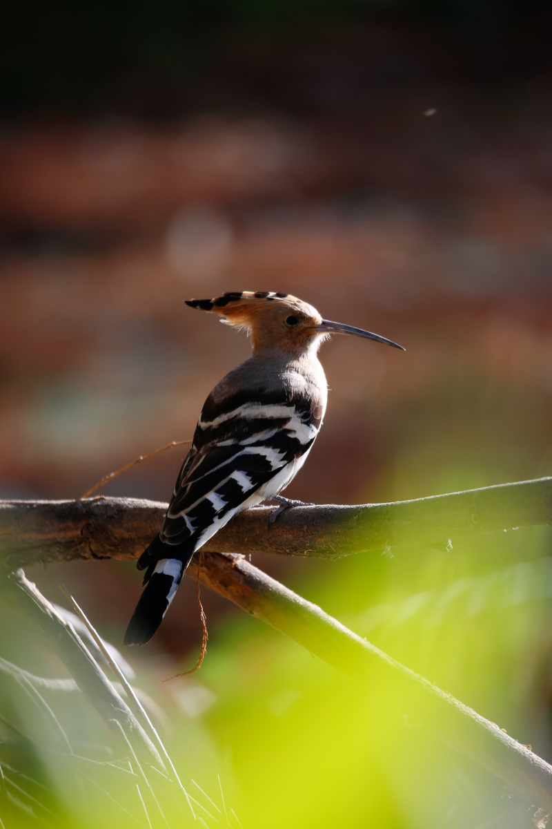 冬日的大理洱海边一只啄木鸟在阳光的照耀下格美丽斑斓的羽毛为自己