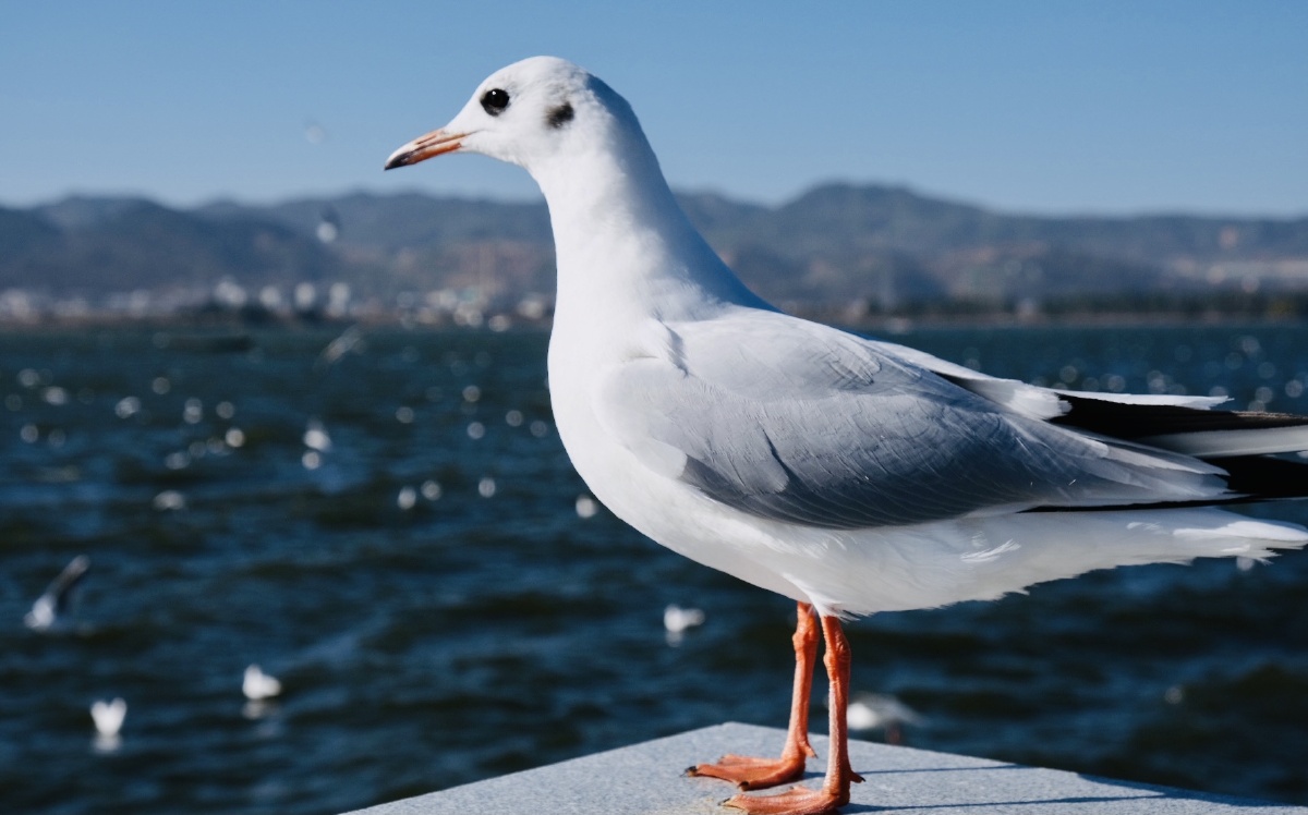 寄居蟹crab - 图虫