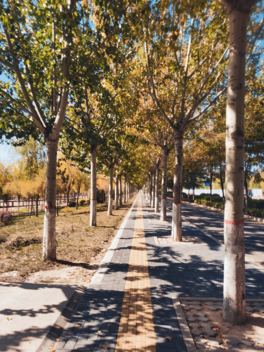 秋天道路边的白杨树