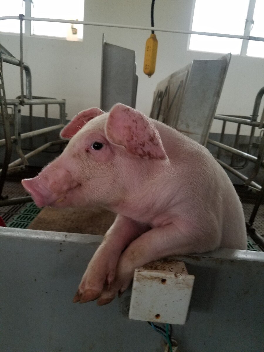 广东哪里有海南五脚猪养殖