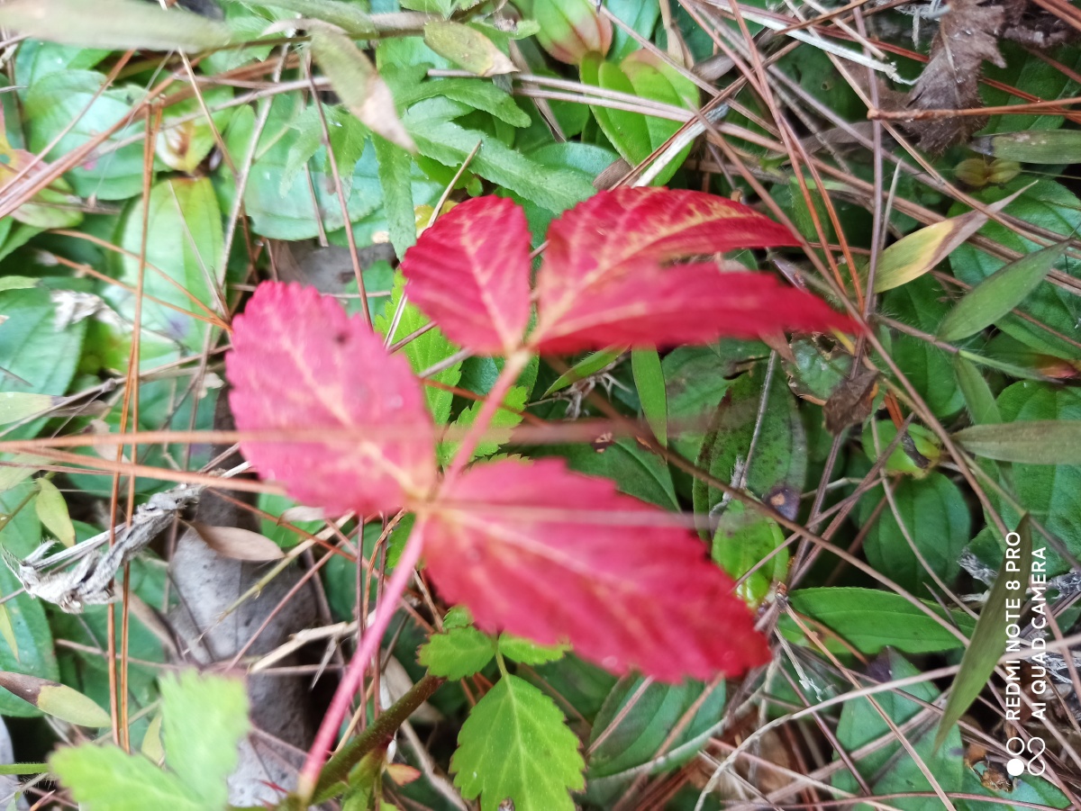 万绿枞中一点红