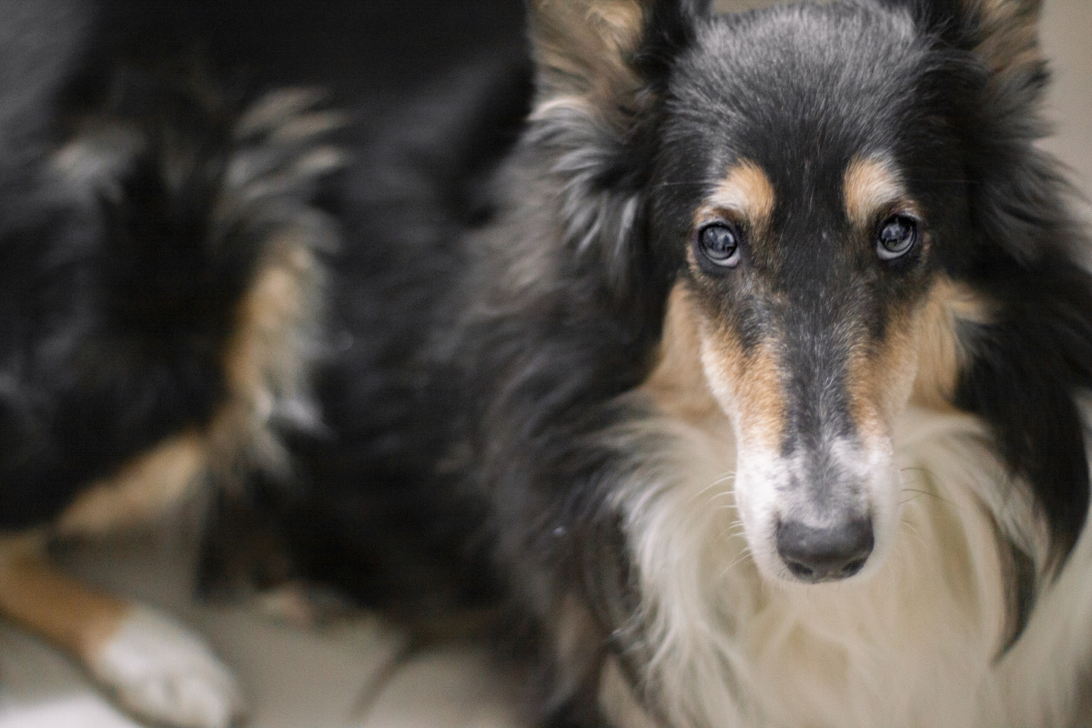 十二岁的苏格兰牧羊犬,眼神里透出了岁月的痕迹 - 喜欢摄影的鶖鶖