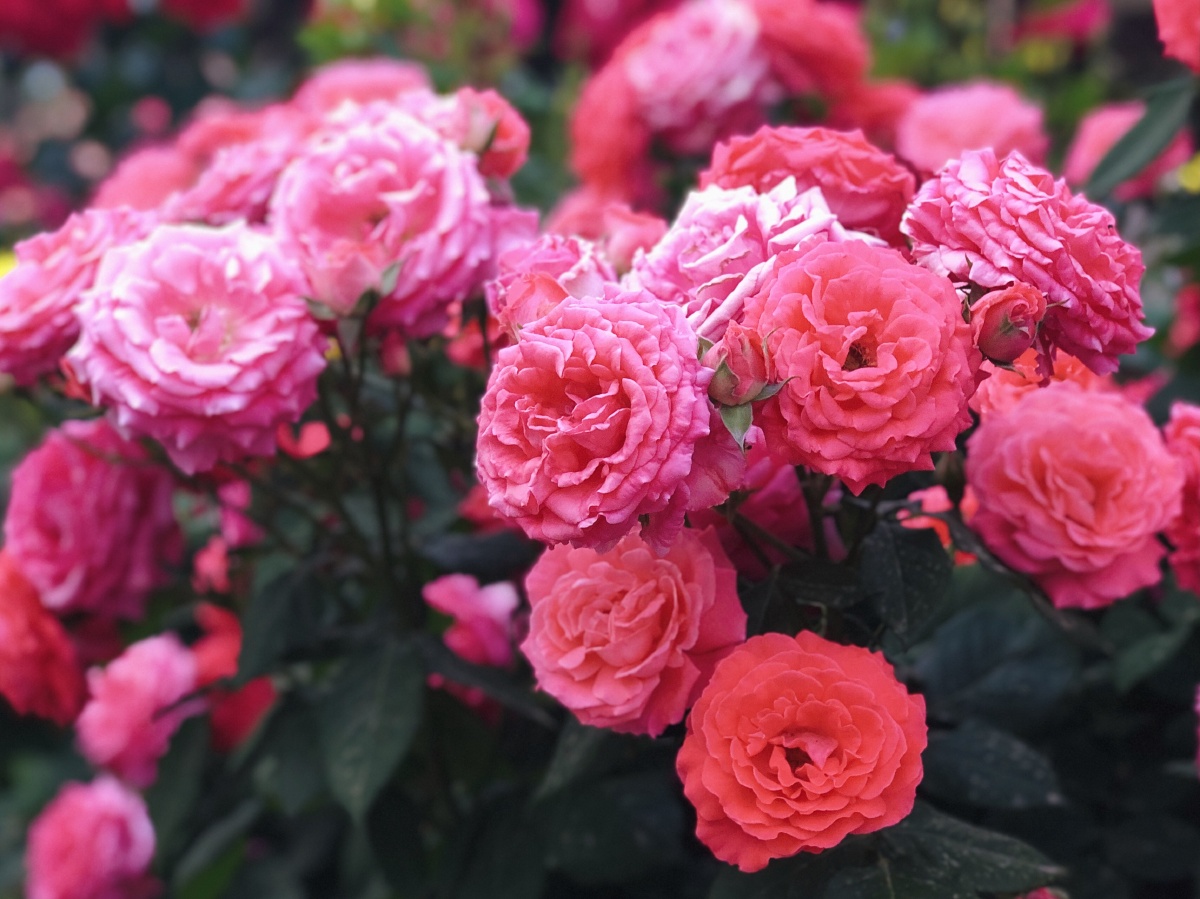 鲜花盛开的夏天