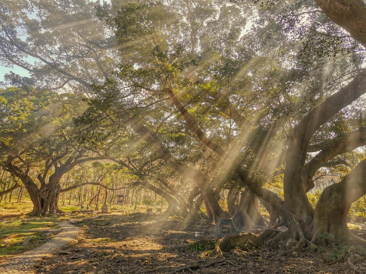 当阳光穿过树荫