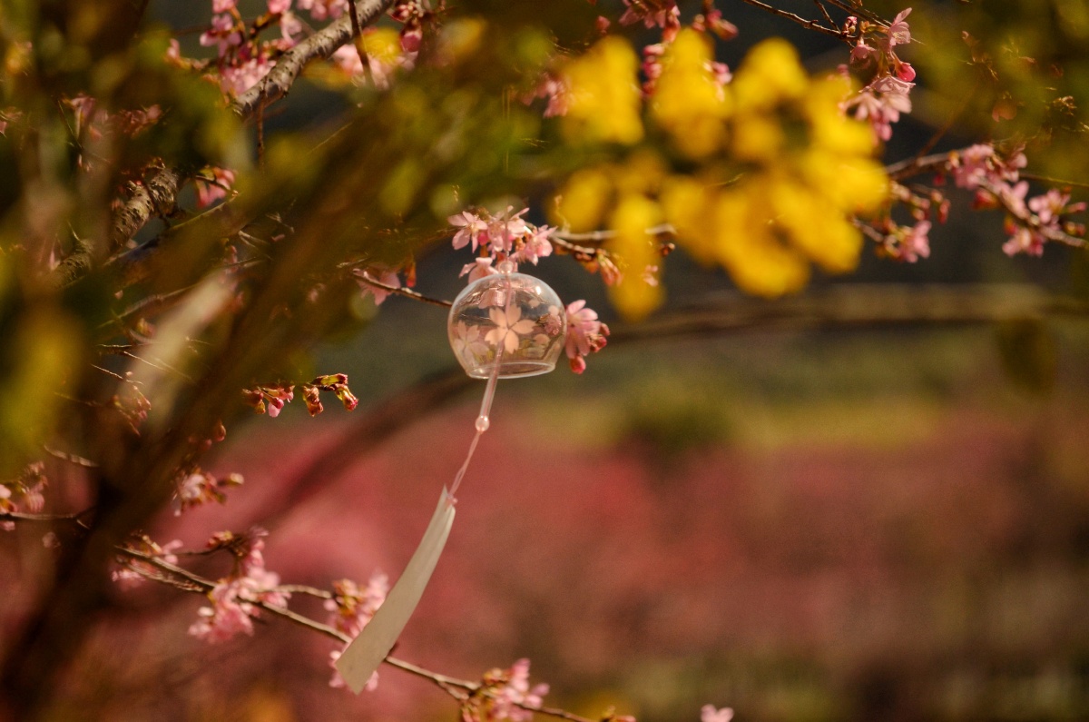 起风时 br /> 樱花风铃会把你的心愿送到那个人耳边