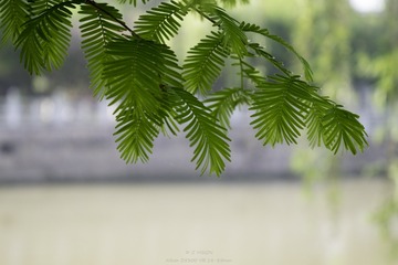 DSC_0084 - 