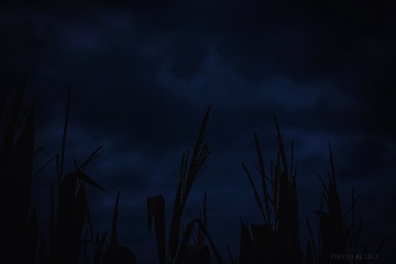121315