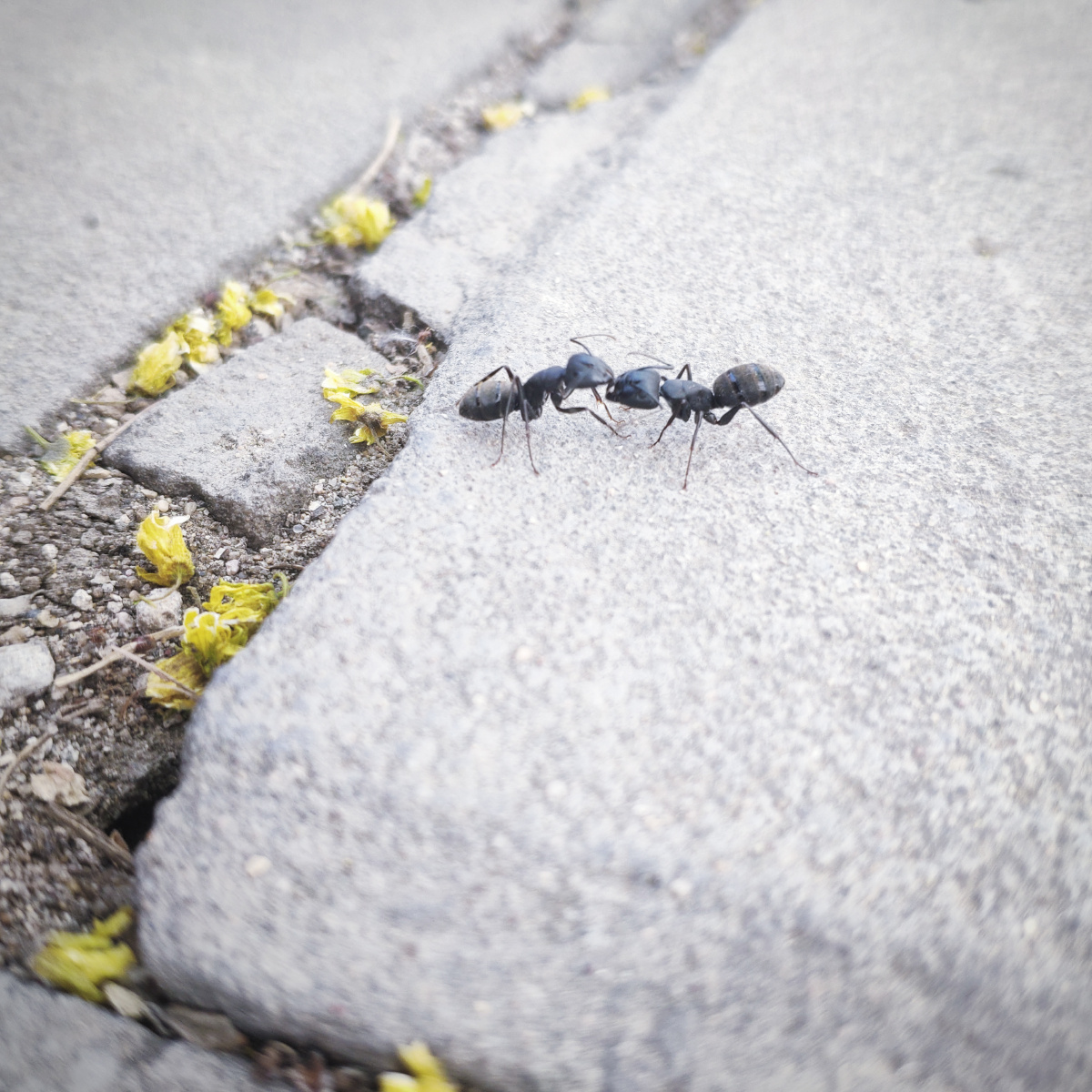 大蚂蚁,春天活跃起来.