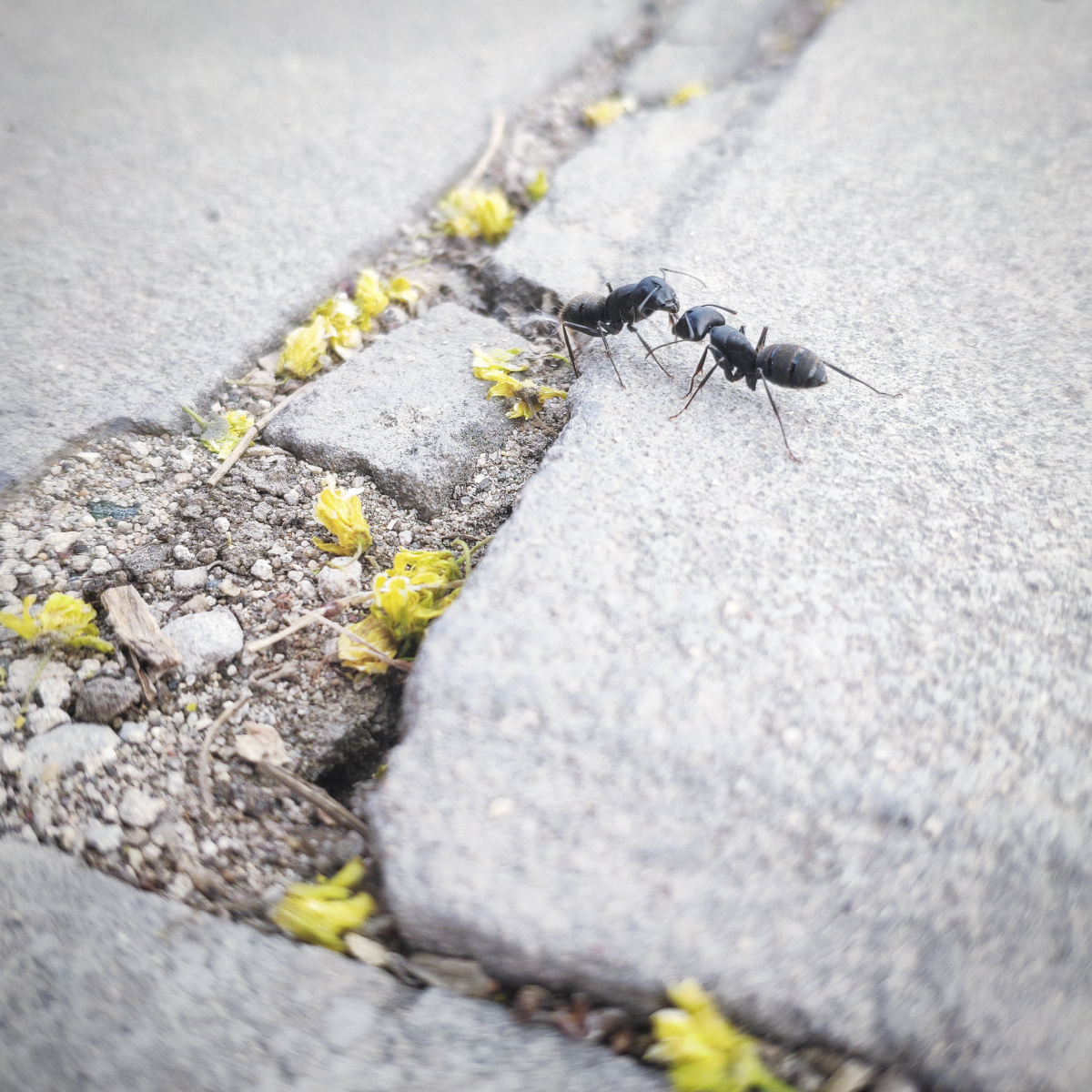 大蚂蚁,春天活跃起来.