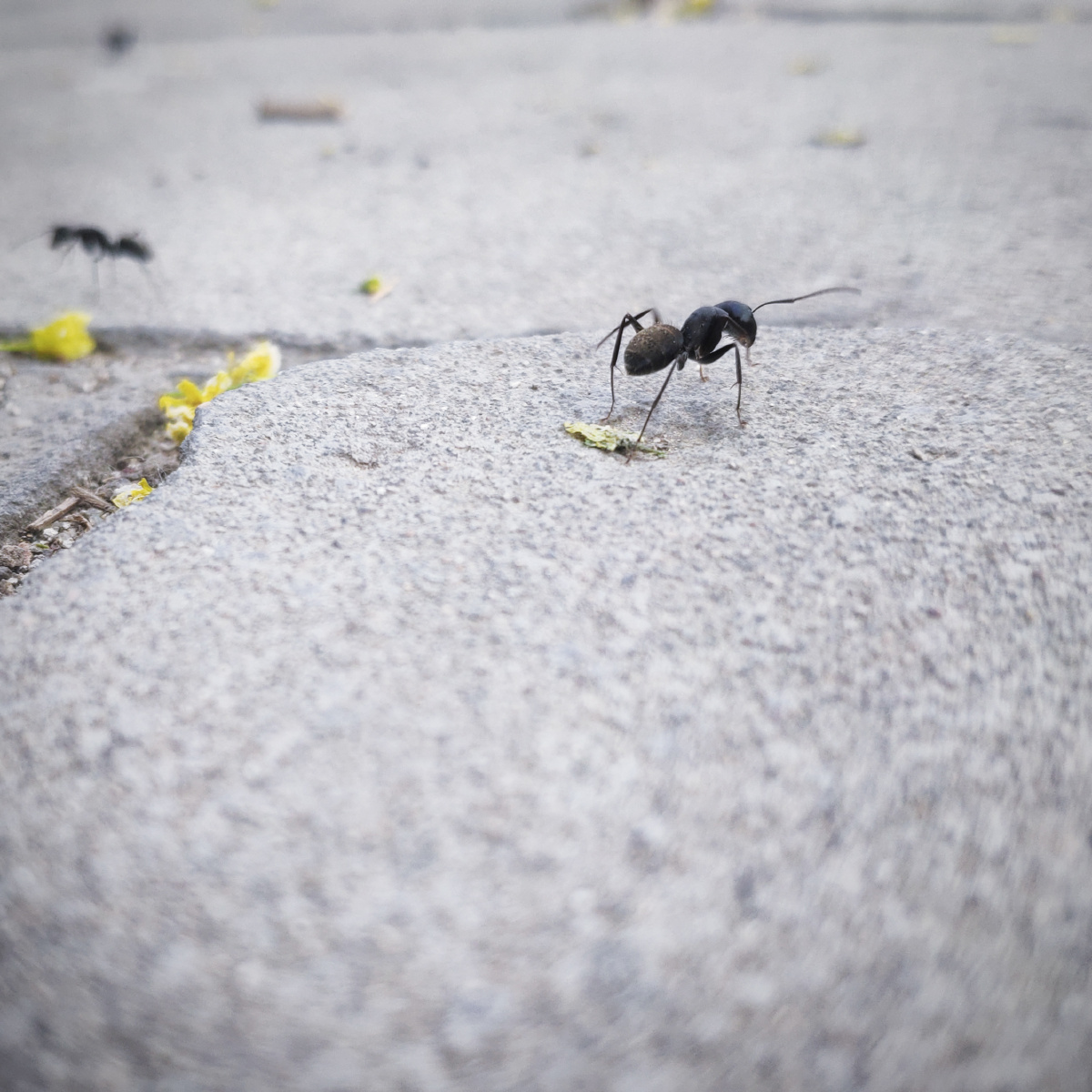 大蚂蚁,春天活跃起来.