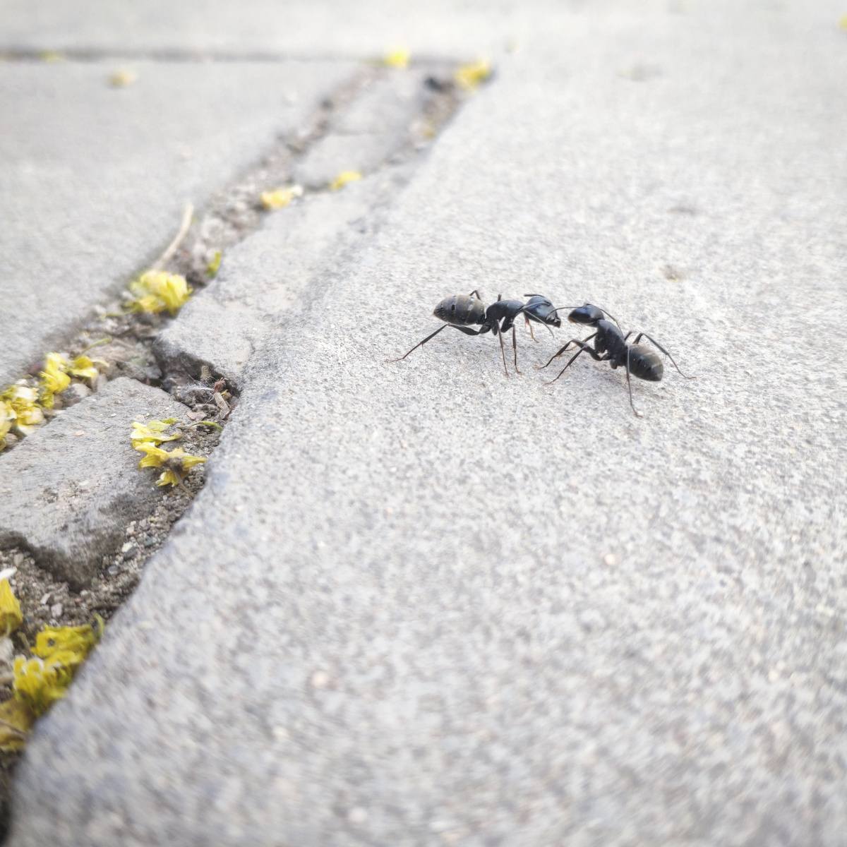 大蚂蚁,春天活跃起来.