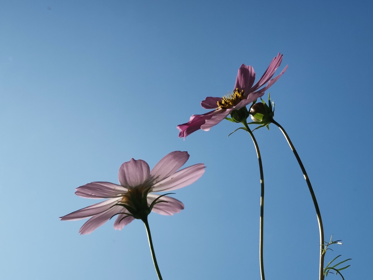 阳光下的格桑花娇艳无比