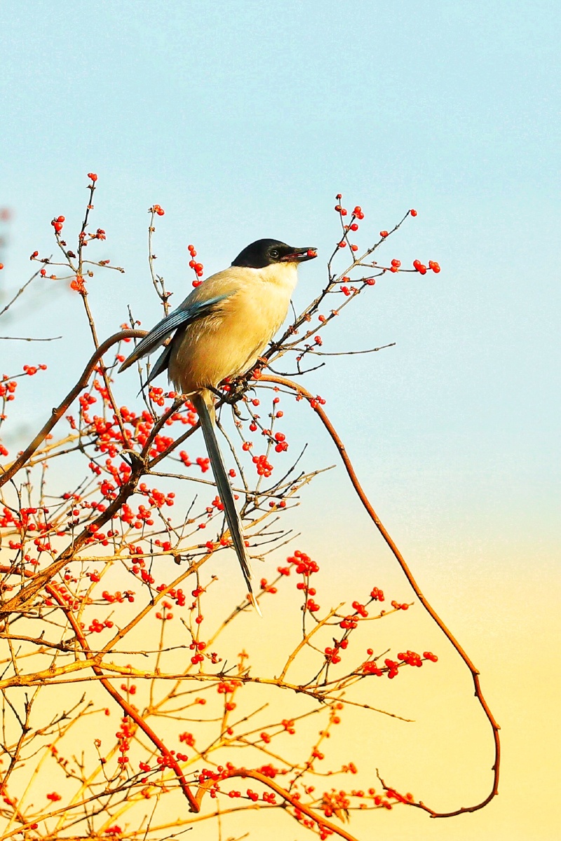 800_1200竖版 竖屏