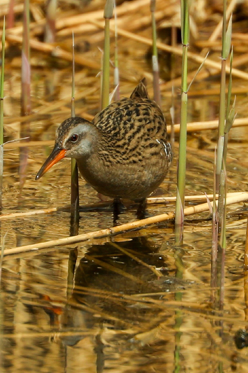 秧鸡(crake) 鹤形目秧鸡科的130多种瘦小的沼泽鸟类.