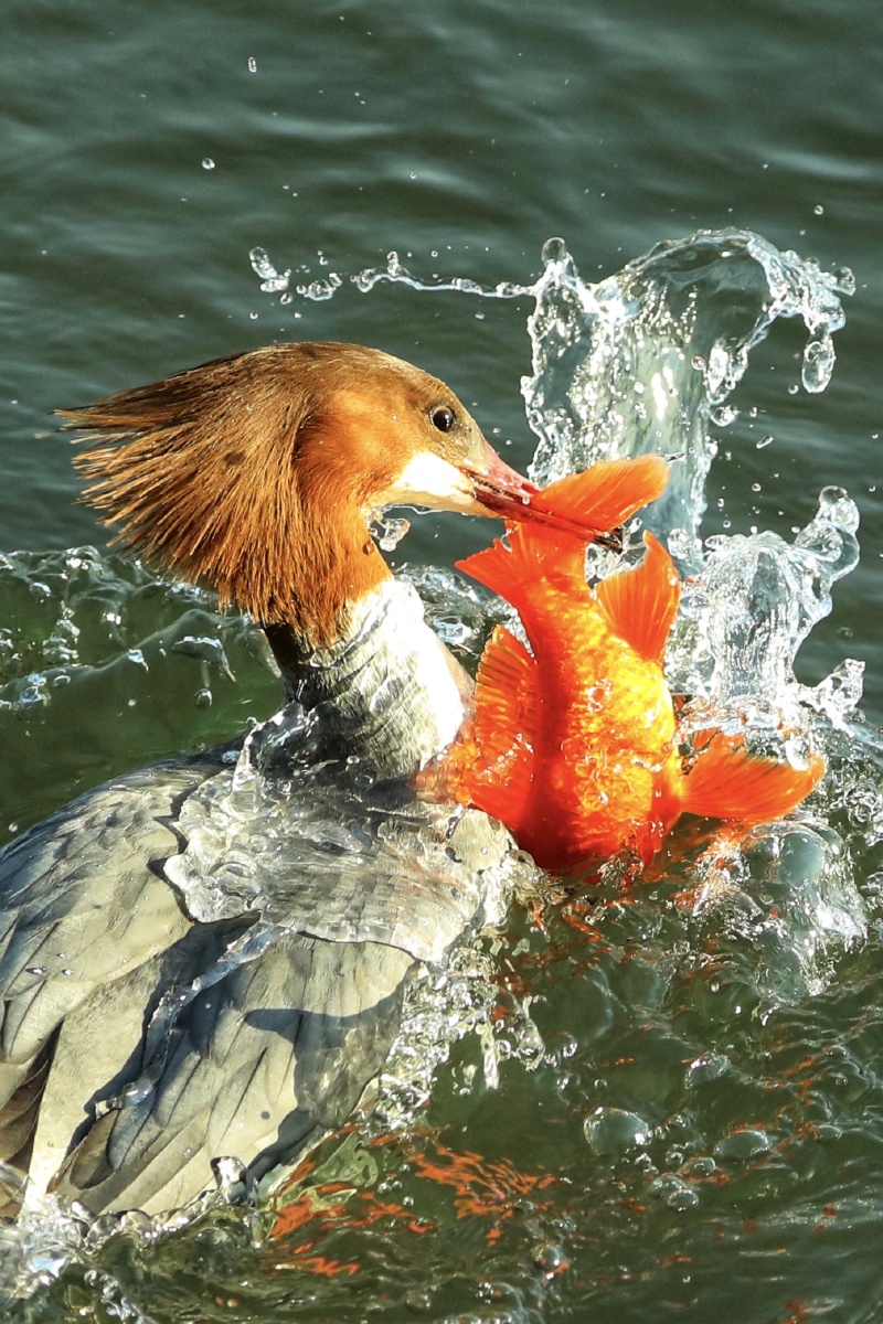 秋莎鸭吃红鱼
